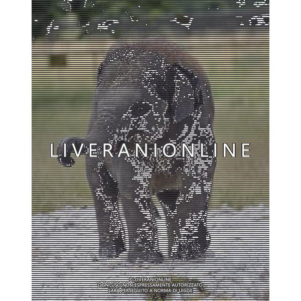 As the summer scorcher continues to sweep the country, ZS,L Whipsnade Zooâ€™s elephants beat the heat with a jumbo delivery â€“ of 20 tonnes of snow to play in 25/07/2013 .pictures Brian Jordan/Retna pictures ©photoshot/AGENZIA ALDO LIVERANI SAS - ITALY ONLY - Per combattere la grande ondata di caldo nello Zoo di Londra hanno portato 20 tonnellate di neve e ghiaccio per far giocare gli elefanti 25/07/2013
