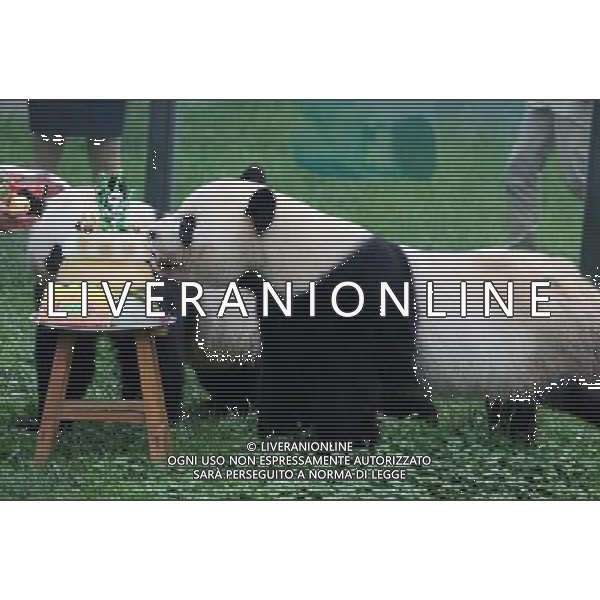 (130726) -- WEIFANG, July 26, 2013 () -- Giant pandas Qin Chuan and Le Le (front) enjoy the cake prepared for their 5th birthday at the Jinbao park in Weifang City, east China\'s Shandong Province, July 26, 2013. (/Zhang Chi) (ry) ©photoshot/AGENZIA ALDO LIVERANI SAS - ITALY ONLY - Orso Panda gigante si mangia la torta preparata per il suo 5o compleanno presso il Parco Jinbao nella citta\' di Weifang, Cina orientale di Shandong Province , 26 luglio 2013.