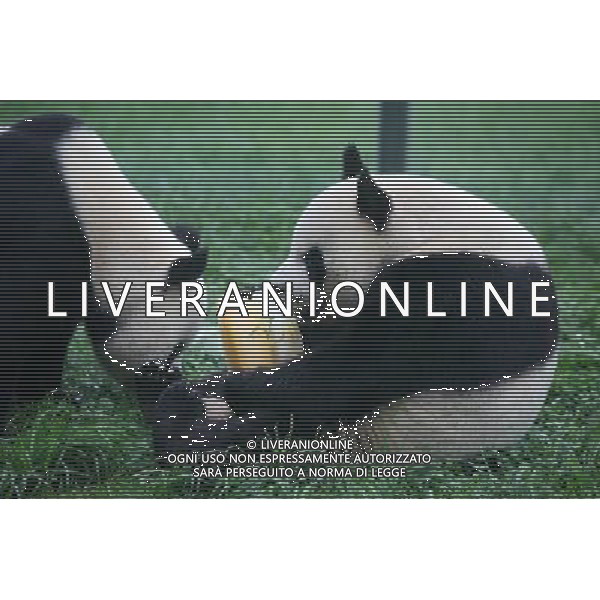 (130726) -- WEIFANG, July 26, 2013 () -- Giant pandas Qin Chuan (R) and Le Le enjoy the cake prepared for their 5th birthday at the Jinbao park in Weifang City, east China\'s Shandong Province, July 26, 2013. (/Zhang Chi) (ry) ©photoshot/AGENZIA ALDO LIVERANI SAS - ITALY ONLY - Orso Panda gigante si mangia la torta preparata per il suo 5o compleanno presso il Parco Jinbao nella citta\' di Weifang, Cina orientale di Shandong Province , 26 luglio 2013.