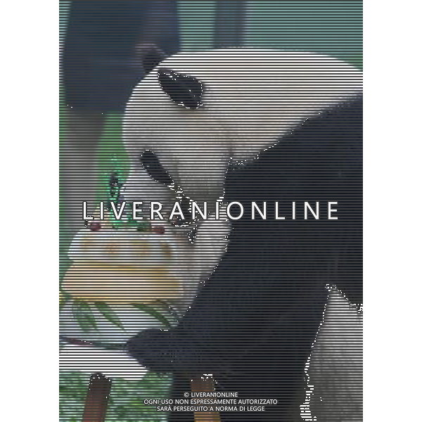 (130726) -- WEIFANG, July 26, 2013 () -- Giant panda Le Le enjoys the cake prepared for its 5th birthday at the Jinbao park in Weifang City, east China\'s Shandong Province, July 26, 2013. (/Zhang Chi) (ry) ©photoshot/AGENZIA ALDO LIVERANI SAS - ITALY ONLY - Orso Panda gigante si mangia la torta preparata per il suo 5o compleanno presso il Parco Jinbao nella citta\' di Weifang, Cina orientale di Shandong Province , 26 luglio 2013.