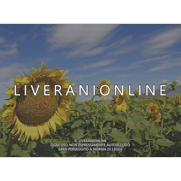 (130726) -- ALTAY, July 26, 2013 () -- Sunflowers blossom in Altay City, northwest China\'s Xinjiang Autonomous Region, July 25, 2013. (/Ye Erjiang) (ry) ©photoshot/AGENZIA ALDO LIVERANI SAS - ITALY ONLY - Campi di Girasoli in fiore nella citta\' di Altay nella Regione Autonoma del Xinjiang nord-ovest della Cina, 25 luglio 2013.