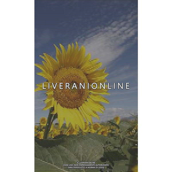 (130726) -- ALTAY, July 26, 2013 () -- Sunflowers blossom in Altay City, northwest China\'s Xinjiang Autonomous Region, July 25, 2013. (/Ye Erjiang) (ry) ©photoshot/AGENZIA ALDO LIVERANI SAS - ITALY ONLY - Campi di Girasoli in fiore nella citta\' di Altay nella Regione Autonoma del Xinjiang nord-ovest della Cina, 25 luglio 2013.