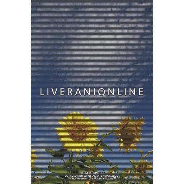 (130726) -- ALTAY, July 26, 2013 () -- Sunflowers blossom in Altay City, northwest China\'s Xinjiang Autonomous Region, July 25, 2013. (/Ye Erjiang) (ry) ©photoshot/AGENZIA ALDO LIVERANI SAS - ITALY ONLY - Campi di Girasoli in fiore nella citta\' di Altay nella Regione Autonoma del Xinjiang nord-ovest della Cina, 25 luglio 2013.
