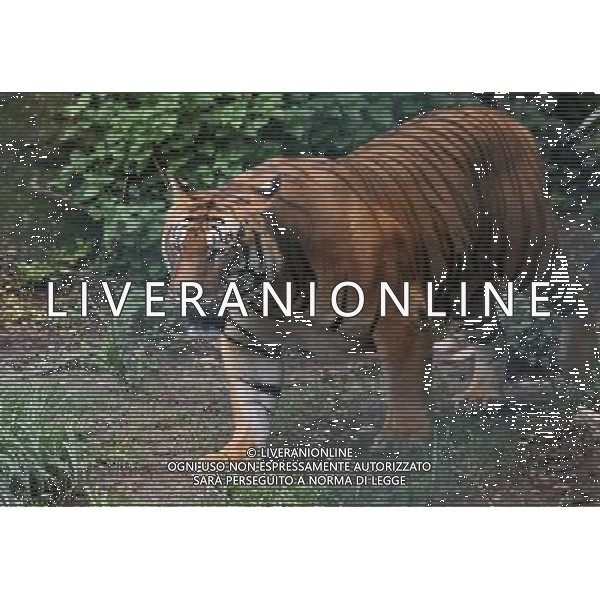 (130730) -- KATHMANDU, July 30, 2013 () -- A Royal Bengal Tiger roams in its cage on Global Tiger day at central zoo in Kathmandu, Nepal, July 29, 2013. The population of endangered Royal Bengal Tiger (Panthera tigris tigris) in Nepal has climbed up to 198 from 121, incereased by 39 percent since 2009. (/Sunil Sharma) ©photoshot/AGENZIA ALDO LIVERANI SAS - ITALY ONLY - Una tigre del Bengala si aggira nella sua gabbia al centro zoo di Kathmandu, Nepal, 29 luglio 2013.