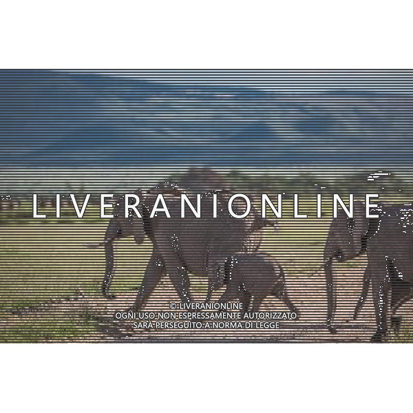 (130812) -- NAIROBI, Aug. 12, 2013 () -- Photo taken on April 20, 2013 shows a group of elephants walking at Amboseli National Park, Kenya. The World Elephant Day was launched on Aug 12, 2012 to bring attention to the urgent plight of Asian and African elephants. (/Zhang Weiyi) (dzl) ©photoshot/AGENZIA ALDO LIVERANI SAS - ITALY ONLY - Elefanti a piedi al Parco Nazionale di Amboseli, in Kenya. La Giornata Mondiale dell\'Elefante istituita il 12 agosto 2012 per portare l\'attenzione sulla urgente situazione di elefanti asiatici e africani.