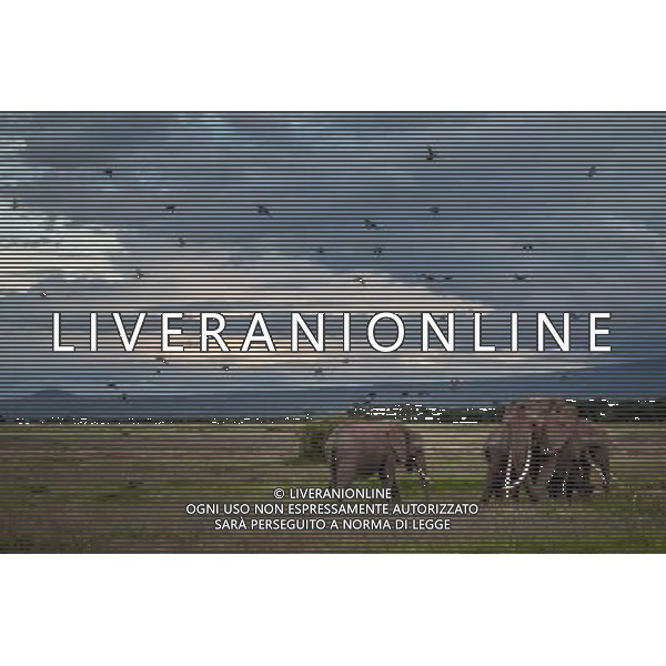 (130812) -- NAIROBI, Aug. 12, 2013 () -- Photo taken on May 12, 2013 shows elephants walking at Amboseli National Park, Kenya. The World Elephant Day was launched on Aug 12, 2012 to bring attention to the urgent plight of Asian and African elephants. (/Zhang Weiyi) (dzl) ©photoshot/AGENZIA ALDO LIVERANI SAS - ITALY ONLY - Elefanti a piedi al Parco Nazionale di Amboseli, in Kenya. La Giornata Mondiale dell\'Elefante istituita il 12 agosto 2012 per portare l\'attenzione sulla urgente situazione di elefanti asiatici e africani.