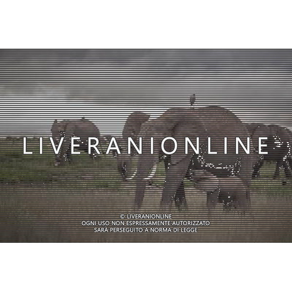 (130812) -- NAIROBI, Aug. 12, 2013 () -- Photo taken on May 13, 2013 shows elephants walking at Amboseli National Park, Kenya. The World Elephant Day was launched on Aug 12, 2012 to bring attention to the urgent plight of Asian and African elephants. (/Zhang Weiyi) (dzl) ©photoshot/AGENZIA ALDO LIVERANI SAS - ITALY ONLY - Elefanti a piedi al Parco Nazionale di Amboseli, in Kenya. La Giornata Mondiale dell\'Elefante istituita il 12 agosto 2012 per portare l\'attenzione sulla urgente situazione di elefanti asiatici e africani.