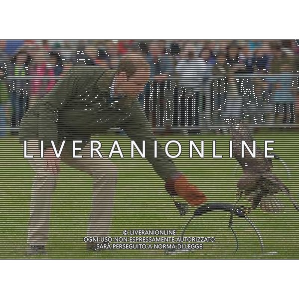 Britain\'s Prince William takes part in a falconry display as he attends the Anglesey Show in North Wales on August 14, 2013. The Anglesey Show is the largest two day agricultural event in North Wales. ©photoshot/AGENZIA ALDO LIVERANI SAS - ITALY ONLY - REALI INGLESI: Il principe William d\'inghilterra alla sua prima uscita ufficiale dopo la nascita del figlio, in visita presso la Mostra Anglesey nel Galles del Nord il 14 agosto 2013