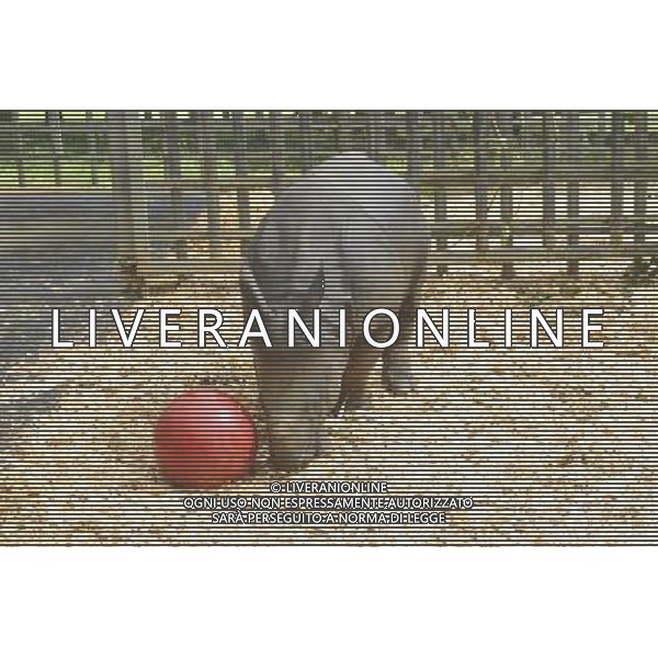 Warm up for Little Creatures family festival As ZSL Whipsnade Zoo warms up for its Little Creatures family festival, one of its very own little creatures is preparing to do exactly the same. Nine-month-old greater one-horned rhino, Jamil, is set to enjoy his very first kickabout with brightly coloured boomer balls in the paddock he shares with mum, Behan. Just like the little ones whoÍll be enjoying the ZooÍs family festival at the weekend, Jamil needs constant entertaining too - so his ball will be filled with his favourite treats which heÍll have to kick around to work out how to reach the food inside. Zookeeper Veronica Watkins said: ñLike all youngsters Jamil is exceptionally inquisitive, so we constantly look for different ways to keep him and the rest of the herd fit and active. ñYoung rhinos especially enjoy things they can rub on and push around, so weÍre expecting his brightly coloured balls to be very popular.î Jamil was born in December weighing a not-so-little nine stone (59kg), despite being less than three feet tall. When heÍs fully grown heÍll weigh a whopping 315 stone (2000 kg) and stand at around six feet tall. As well as seeing the ZooÍs very own little creatures, visitors to ZSL Whipsnade ZooÍs Little Creatures family festival (from August 16 to 18) can enjoy interactive storytelling, outdoor theatre and arts and crafts, as they explore WhipsnadeÍs wonderful world of animals with more than 200 species to see 14/08/13, Photo by Brian jordan /Retna Pictures ©photoshot/AGENZIA ALDO LIVERANI SAS - ITALY ONLY - Un piccolo di rinoceronte allo ZSL Whipsnade Zoo di Londra