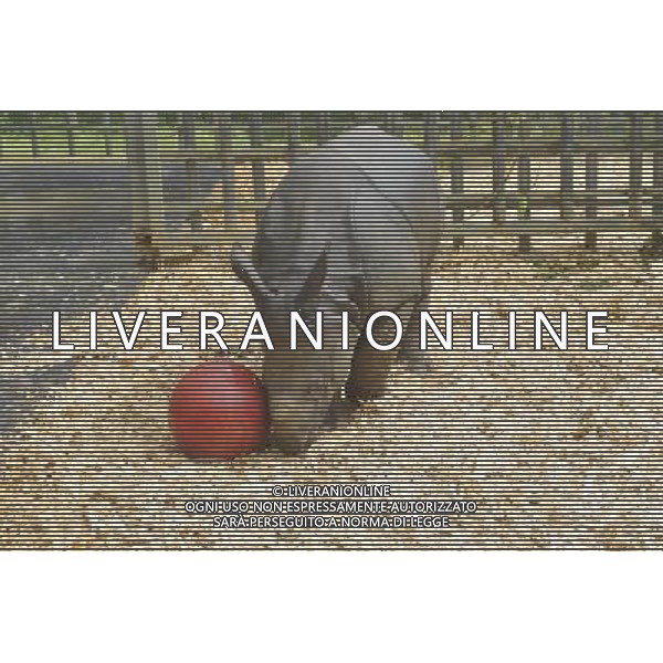 Warm up for Little Creatures family festival As ZSL Whipsnade Zoo warms up for its Little Creatures family festival, one of its very own little creatures is preparing to do exactly the same. Nine-month-old greater one-horned rhino, Jamil, is set to enjoy his very first kickabout with brightly coloured boomer balls in the paddock he shares with mum, Behan. Just like the little ones whoÍll be enjoying the ZooÍs family festival at the weekend, Jamil needs constant entertaining too - so his ball will be filled with his favourite treats which heÍll have to kick around to work out how to reach the food inside. Zookeeper Veronica Watkins said: ñLike all youngsters Jamil is exceptionally inquisitive, so we constantly look for different ways to keep him and the rest of the herd fit and active. ñYoung rhinos especially enjoy things they can rub on and push around, so weÍre expecting his brightly coloured balls to be very popular.î Jamil was born in December weighing a not-so-little nine stone (59kg), despite being less than three feet tall. When heÍs fully grown heÍll weigh a whopping 315 stone (2000 kg) and stand at around six feet tall. As well as seeing the ZooÍs very own little creatures, visitors to ZSL Whipsnade ZooÍs Little Creatures family festival (from August 16 to 18) can enjoy interactive storytelling, outdoor theatre and arts and crafts, as they explore WhipsnadeÍs wonderful world of animals with more than 200 species to see 14/08/13, Photo by Brian jordan /Retna Pictures ©photoshot/AGENZIA ALDO LIVERANI SAS - ITALY ONLY - Un piccolo di rinoceronte allo ZSL Whipsnade Zoo di Londra