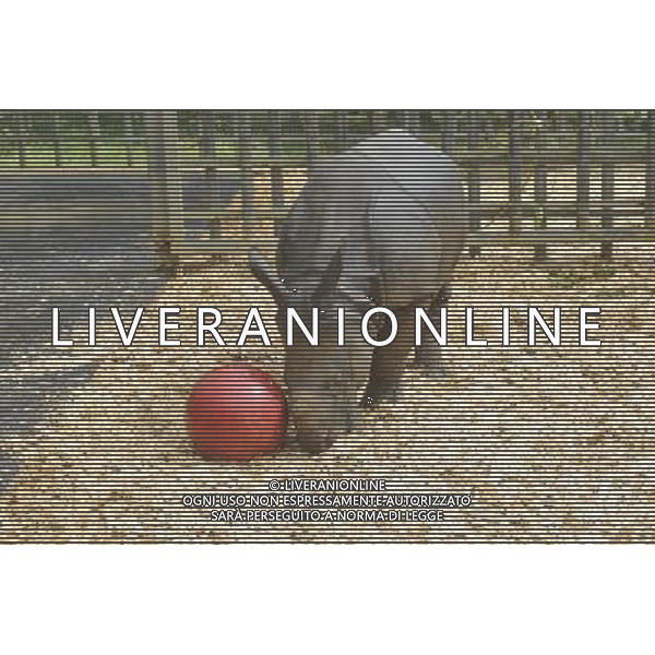 Warm up for Little Creatures family festival As ZSL Whipsnade Zoo warms up for its Little Creatures family festival, one of its very own little creatures is preparing to do exactly the same. Nine-month-old greater one-horned rhino, Jamil, is set to enjoy his very first kickabout with brightly coloured boomer balls in the paddock he shares with mum, Behan. Just like the little ones whoÍll be enjoying the ZooÍs family festival at the weekend, Jamil needs constant entertaining too - so his ball will be filled with his favourite treats which heÍll have to kick around to work out how to reach the food inside. Zookeeper Veronica Watkins said: ñLike all youngsters Jamil is exceptionally inquisitive, so we constantly look for different ways to keep him and the rest of the herd fit and active. ñYoung rhinos especially enjoy things they can rub on and push around, so weÍre expecting his brightly coloured balls to be very popular.î Jamil was born in December weighing a not-so-little nine stone (59kg), despite being less than three feet tall. When heÍs fully grown heÍll weigh a whopping 315 stone (2000 kg) and stand at around six feet tall. As well as seeing the ZooÍs very own little creatures, visitors to ZSL Whipsnade ZooÍs Little Creatures family festival (from August 16 to 18) can enjoy interactive storytelling, outdoor theatre and arts and crafts, as they explore WhipsnadeÍs wonderful world of animals with more than 200 species to see 14/08/13, Photo by Brian jordan /Retna Pictures ©photoshot/AGENZIA ALDO LIVERANI SAS - ITALY ONLY - Un piccolo di rinoceronte allo ZSL Whipsnade Zoo di Londra