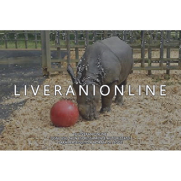 Warm up for Little Creatures family festival As ZSL Whipsnade Zoo warms up for its Little Creatures family festival, one of its very own little creatures is preparing to do exactly the same. Nine-month-old greater one-horned rhino, Jamil, is set to enjoy his very first kickabout with brightly coloured boomer balls in the paddock he shares with mum, Behan. Just like the little ones whoâ€™ll be enjoying the Zooâ€™s family festival at the weekend, Jamil needs constant entertaining too - so his ball will be filled with his favourite treats which heâ€™ll have to kick around to work out how to reach the food inside. Zookeeper Veronica Watkins said: â€œLike all youngsters Jamil is exceptionally inquisitive, so we constantly look for different ways to keep him and the rest of the herd fit and active. â€œYoung rhinos especially enjoy things they can rub on and push around, so weâ€™re expecting his brightly coloured balls to be very popular.â€ Jamil was born in December weighing a not-so-little nine stone (59kg), despite being less than three feet tall. When heâ€™s fully grown heâ€™ll weigh a whopping 315 stone (2000 kg) and stand at around six feet tall. As well as seeing the Zooâ€™s very own little creatures, visitors to ZSL Whipsnade Zooâ€™s Little Creatures family festival (from August 16 to 18) can enjoy interactive storytelling, outdoor theatre and arts and crafts, as they explore Whipsnadeâ€™s wonderful world of animals with more than 200 species to see 14/08/13, Photo by Brian jordan /Retna Pictures ©PHOTOSHOT/AGENZIA ALDO LIVERANI SAS - ITALY ONLY - EDITORIAL USE ONLY ©PHOTOSHOT/AGENZIA ALDO LIVERANI SAS - ITALY ONLY - EDITORIAL USE ONLY ©photoshot/AGENZIA ALDO LIVERANI SAS - ITALY ONLY - Un piccolo di rinoceronte allo ZSL Whipsnade Zoo di Londra