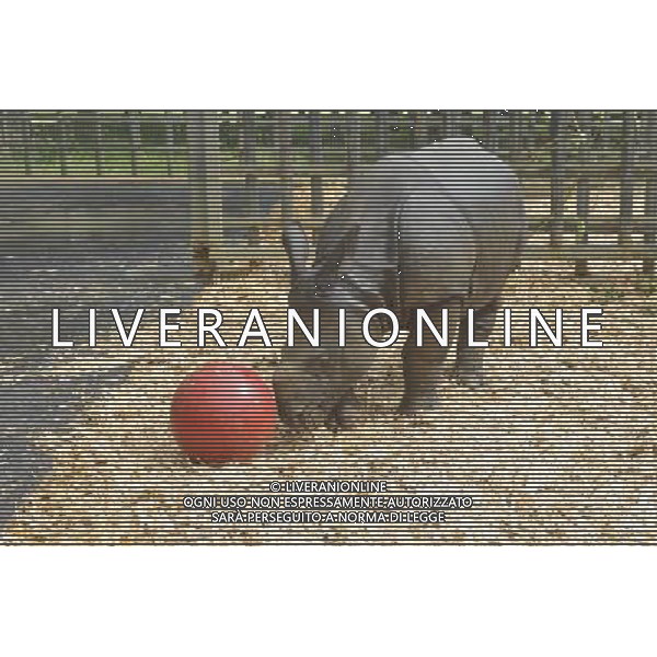 Warm up for Little Creatures family festival As ZSL Whipsnade Zoo warms up for its Little Creatures family festival, one of its very own little creatures is preparing to do exactly the same. Nine-month-old greater one-horned rhino, Jamil, is set to enjoy his very first kickabout with brightly coloured boomer balls in the paddock he shares with mum, Behan. Just like the little ones whoÍll be enjoying the ZooÍs family festival at the weekend, Jamil needs constant entertaining too - so his ball will be filled with his favourite treats which heÍll have to kick around to work out how to reach the food inside. Zookeeper Veronica Watkins said: ñLike all youngsters Jamil is exceptionally inquisitive, so we constantly look for different ways to keep him and the rest of the herd fit and active. ñYoung rhinos especially enjoy things they can rub on and push around, so weÍre expecting his brightly coloured balls to be very popular.î Jamil was born in December weighing a not-so-little nine stone (59kg), despite being less than three feet tall. When heÍs fully grown heÍll weigh a whopping 315 stone (2000 kg) and stand at around six feet tall. As well as seeing the ZooÍs very own little creatures, visitors to ZSL Whipsnade ZooÍs Little Creatures family festival (from August 16 to 18) can enjoy interactive storytelling, outdoor theatre and arts and crafts, as they explore WhipsnadeÍs wonderful world of animals with more than 200 species to see 14/08/13, Photo by Brian jordan /Retna Pictures ©photoshot/AGENZIA ALDO LIVERANI SAS - ITALY ONLY - Un piccolo di rinoceronte allo ZSL Whipsnade Zoo di Londra