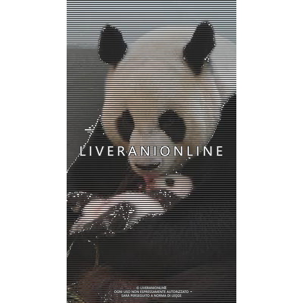 (130820) -- TAIPEI, Aug. 20, 2013 () -- Giant panda \'Yuan Yuan\' holds its cub nicknamed \'Yuan Zai\' at the Taipei Zoo in Taipei, southeast China\'s Taiwan, Aug. 19, 2013. The female cub, born on July 6, is the first baby of a pair of giant pandas, namely \'Tuan Tuan\' and \'Yuan Yuan\', who were given as a goodwill gift to Taiwan by the Chinese mainland. (/Taipei Zoo) (ry) ©photoshot/AGENZIA ALDO LIVERANI SAS - ITALY ONLY - Cucciolo di panda gigante soprannominato \'Yuan Zai\' allo zoo di Taipei Cina sud-orientale Taiwan, 19 agosto 2013