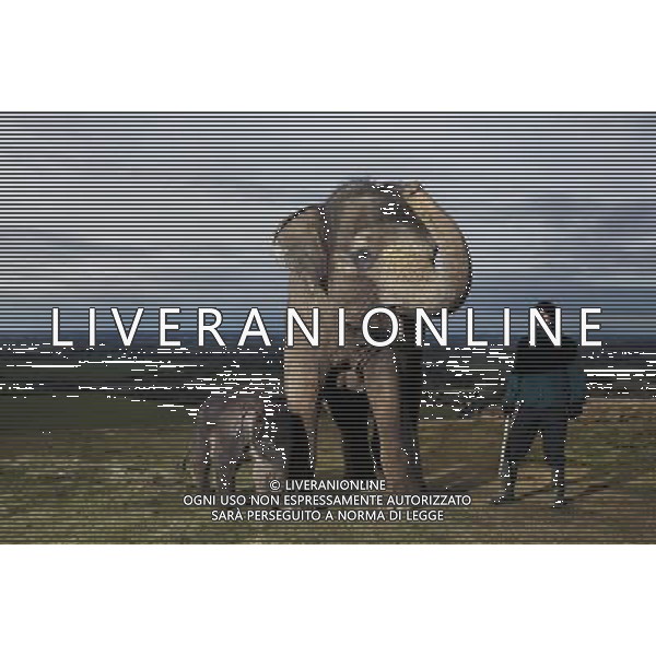 Elephant bath time, behind-the-scenes tours and up close encounters