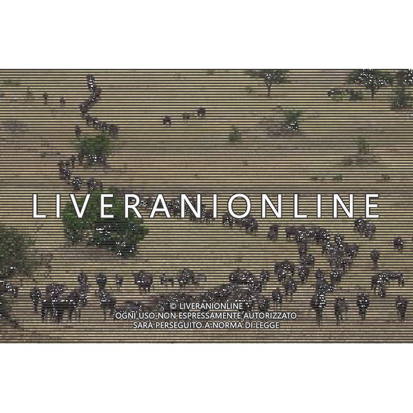 (130821) -- SERENGETI, Aug. 21, 2013 () -- Flocks of gnus are seen during their migration trip in Serengeti National Park, Tanzania, Aug. 17, 2013. When grass withers at Serengeti National Park in north Tanzania, flocks of gnus, zebras and antelopes living there start their annual migration to Masai Mara National Wild Reserve in Kenya. (/Zhang Ping) ©photoshot/AGENZIA ALDO LIVERANI SAS - ITALY ONLY - Branchi di gnu durante la migrazione dal Parco Nazionale del Serengeti, Tanzania, 17 Agosto 2013.