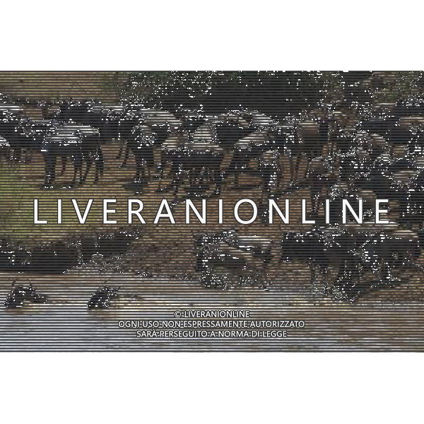 (130821) -- SERENGETI, Aug. 21, 2013 () -- Flocks of gnus are seen during their migration trip in Serengeti National Park, Tanzania, Aug. 17, 2013. When grass withers at Serengeti National Park in north Tanzania, flocks of gnus, zebras and antelopes living there start their annual migration to Masai Mara National Wild Reserve in Kenya. (/Zhang Ping) ©photoshot/AGENZIA ALDO LIVERANI SAS - ITALY ONLY - Branchi di gnu durante la migrazione dal Parco Nazionale del Serengeti, Tanzania, 17 Agosto 2013.