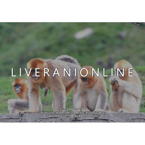 (130827) -- YANGXIAN COUNTY, Aug. 27, 2013 () -- Wild golden monkeys are seen at the Qinling Mountains in Yangxian County, northwest China\'s Shaanxi Province, Aug. 26, 2013. The number of wild golden monkeys at the Qinling Mountains in Yangxian County has increased by 30 since the beginning of 2013. Like the giant panda, the monkeys are counted among China\'s \'national treasures\' and placed under top state protection. (/Chen Haining) ©photoshot/AGENZIA ALDO LIVERANI SAS - ITALY ONLY - Un gruppo di esemplari di scimmie dorate selvatiche sui Monti Qinling in Yangxian Contea, nord-ovest della Cina Shaanxi, 26 Agosto 2013. Il loro numero e\' aumentato di 30 dall\'inizio dell\'anno ritenute tra i \'tesori nazionali\' della Cina e sotto la protezione dello Stato 