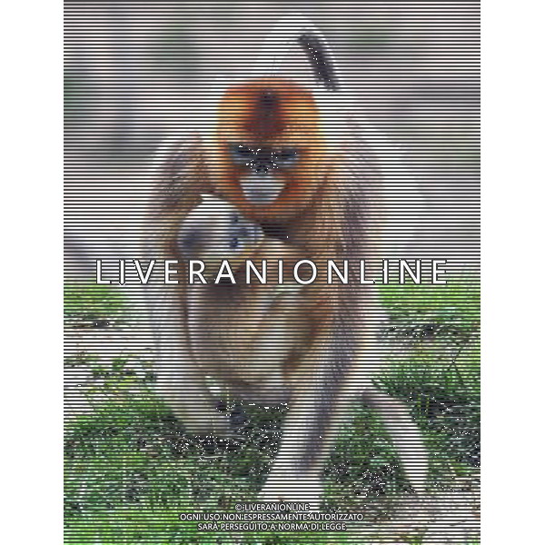 (130827) -- YANGXIAN COUNTY, Aug. 27, 2013 () -- A wild golden monkey is seen with its baby at the Qinling Mountains in Yangxian County, northwest China\'s Shaanxi Province, Aug. 26, 2013. The number of wild golden monkeys at the Qinling Mountains in Yangxian County has increased by 30 since the beginning of 2013. Like the giant panda, the monkeys are counted among China\'s \'national treasures\' and placed under top state protection. (/Chen Haining) ©photoshot/AGENZIA ALDO LIVERANI SAS - ITALY ONLY - Un gruppo di esemplari di scimmie dorate selvatiche sui Monti Qinling in Yangxian Contea, nord-ovest della Cina Shaanxi, 26 Agosto 2013. Il loro numero e\' aumentato di 30 dall\'inizio dell\'anno ritenute tra i \'tesori nazionali\' della Cina e sotto la protezione dello Stato 