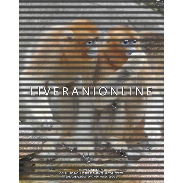 (130827) -- YANGXIAN COUNTY, Aug. 27, 2013 () -- Two wild golden monkeys eat food at the Qinling Mountains in Yangxian County, northwest China\'s Shaanxi Province, Aug. 26, 2013. The number of wild golden monkeys at the Qinling Mountains in Yangxian County has increased by 30 since the beginning of 2013. Like the giant panda, the monkeys are counted among China\'s \'national treasures\' and placed under top state protection. (/Chen Haining) ©photoshot/AGENZIA ALDO LIVERANI SAS - ITALY ONLY - Un gruppo di esemplari di scimmie dorate selvatiche sui Monti Qinling in Yangxian Contea, nord-ovest della Cina Shaanxi, 26 Agosto 2013. Il loro numero e\' aumentato di 30 dall\'inizio dell\'anno ritenute tra i \'tesori nazionali\' della Cina e sotto la protezione dello Stato 