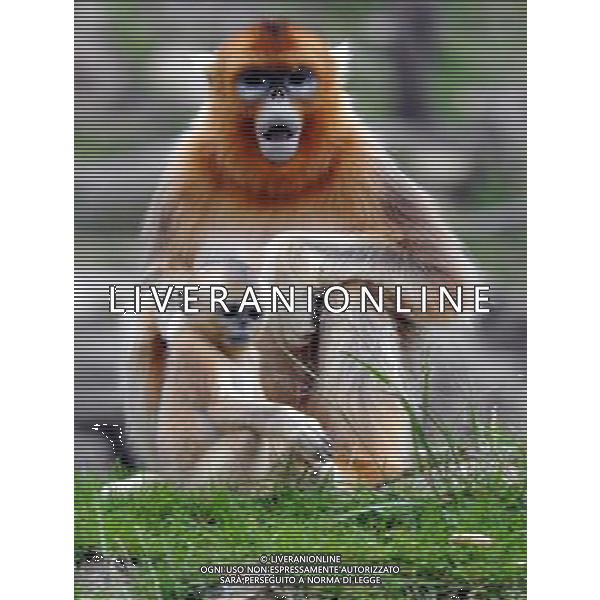 (130827) -- YANGXIAN COUNTY, Aug. 27, 2013 () -- A wild golden monkey is seen with its baby at the Qinling Mountains in Yangxian County, northwest China\'s Shaanxi Province, Aug. 26, 2013. The number of wild golden monkeys at the Qinling Mountains in Yangxian County has increased by 30 since the beginning of 2013. Like the giant panda, the monkeys are counted among China\'s \'national treasures\' and placed under top state protection. (/Chen Haining) ©photoshot/AGENZIA ALDO LIVERANI SAS - ITALY ONLY - Un gruppo di esemplari di scimmie dorate selvatiche sui Monti Qinling in Yangxian Contea, nord-ovest della Cina Shaanxi, 26 Agosto 2013. Il loro numero e\' aumentato di 30 dall\'inizio dell\'anno ritenute tra i \'tesori nazionali\' della Cina e sotto la protezione dello Stato 