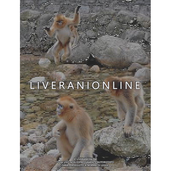 (130827) -- YANGXIAN COUNTY, Aug. 27, 2013 () -- Wild golden monkeys are seen at the Qinling Mountains in Yangxian County, northwest China\'s Shaanxi Province, Aug. 26, 2013. The number of wild golden monkeys at the Qinling Mountains in Yangxian County has increased by 30 since the beginning of 2013. Like the giant panda, the monkeys are counted among China\'s \'national treasures\' and placed under top state protection. (/Chen Haining) ©photoshot/AGENZIA ALDO LIVERANI SAS - ITALY ONLY - Un gruppo di esemplari di scimmie dorate selvatiche sui Monti Qinling in Yangxian Contea, nord-ovest della Cina Shaanxi, 26 Agosto 2013. Il loro numero e\' aumentato di 30 dall\'inizio dell\'anno ritenute tra i \'tesori nazionali\' della Cina e sotto la protezione dello Stato 