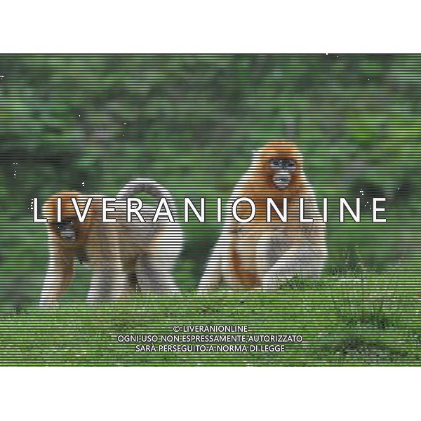 (130827) -- YANGXIAN COUNTY, Aug. 27, 2013 () -- Wild golden monkeys are seen at the Qinling Mountains in Yangxian County, northwest China\'s Shaanxi Province, Aug. 26, 2013. The number of wild golden monkeys at the Qinling Mountains in Yangxian County has increased by 30 since the beginning of 2013. Like the giant panda, the monkeys are counted among China\'s \'national treasures\' and placed under top state protection. (/Chen Haining) ©photoshot/AGENZIA ALDO LIVERANI SAS - ITALY ONLY - Un gruppo di esemplari di scimmie dorate selvatiche sui Monti Qinling in Yangxian Contea, nord-ovest della Cina Shaanxi, 26 Agosto 2013. Il loro numero e\' aumentato di 30 dall\'inizio dell\'anno ritenute tra i \'tesori nazionali\' della Cina e sotto la protezione dello Stato 