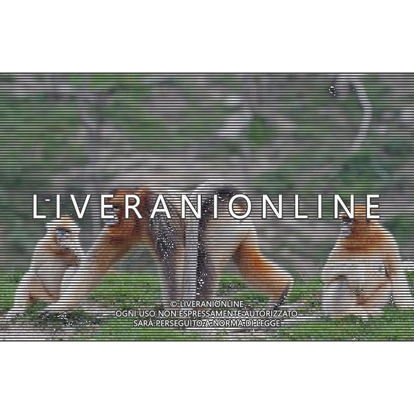 (130827) -- YANGXIAN COUNTY, Aug. 27, 2013 () -- Wild golden monkeys are seen at the Qinling Mountains in Yangxian County, northwest China\'s Shaanxi Province, Aug. 26, 2013. The number of wild golden monkeys at the Qinling Mountains in Yangxian County has increased by 30 since the beginning of 2013. Like the giant panda, the monkeys are counted among China\'s \'national treasures\' and placed under top state protection. (/Chen Haining) ©photoshot/AGENZIA ALDO LIVERANI SAS - ITALY ONLY - Un gruppo di esemplari di scimmie dorate selvatiche sui Monti Qinling in Yangxian Contea, nord-ovest della Cina Shaanxi, 26 Agosto 2013. Il loro numero e\' aumentato di 30 dall\'inizio dell\'anno ritenute tra i \'tesori nazionali\' della Cina e sotto la protezione dello Stato 