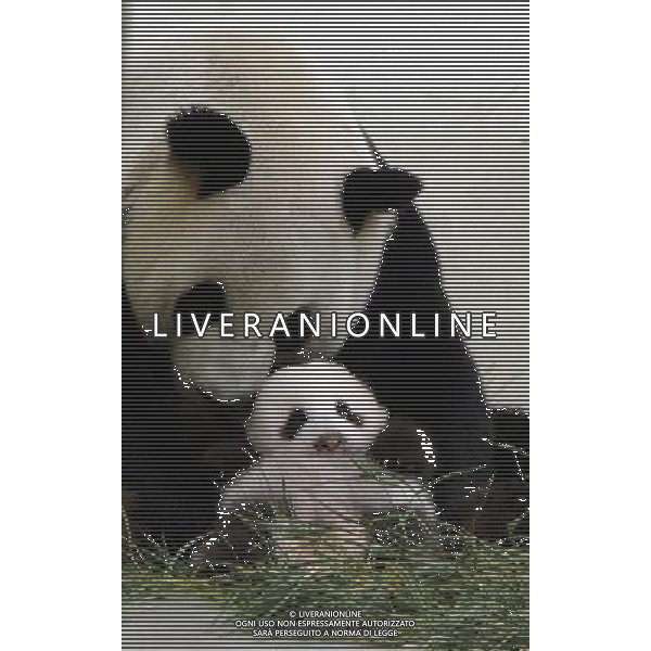 (130912) -- TAIPEI, Sept. 12, 2013 () -- Giant panda cub nicknamed \'Yuan Zai\' stays with its mother \'Yuan Yuan\' at the Taipei Zoo in Taipei, southeast China\'s Taiwan, Sept. 11, 2013. The female cub, born on July 6, weighs about 4.2 kilograms. It is the first baby of giant pandas \'Tuan Tuan\' and \'Yuan Yuan\', which were presented as goodwill gifts to Taiwan by the Chinese mainland. (/Taipei Zoo) (ry) ©PHOTOSHOT/AGENZIA ALDO LIVERANI SAS - ITALY ONLY - EDITORIAL USE ONLY