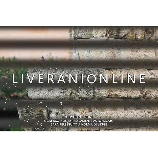 (130920) -- SYRACUSE, Sept. 20, 2013 () -- A pigeon rests on the ruins of the Temple of Apollo in Ortigia, the old town of Syracuse in Sicily, Italy, Sept. 5, 2013. Located in the southeast corner of the island of Sicily, Syracuse is a historic city in Italy. The 2,700-year-old city founded in 734 or 733 BC by Greek settlers from Corinth and Tenea played a key role in ancient times when it was one of the major powers of the Mediterranean world. Once described by Cicero, renowned Roman philosopher and orator, as \'the greatest Greek city and the most beautiful of them all\', the city was listed by UNESCO as a World Heritage Site along with the Necropolis of Pantalica in 2005. (/Zhou Lei) ©PHOTOSHOT/AGENZIA ALDO LIVERANI SAS - ITALY ONLY - EDITORIAL USE ONLY