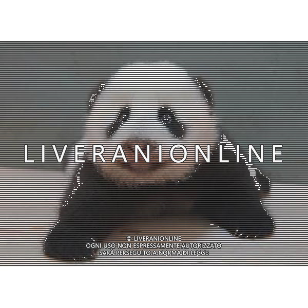 (130926) -- TAIPEI, Sept. 26, 2013 () -- Giant panda cub nicknamed \'Yuan Zai\' practises crawling at the Taipei Zoo in Taipei, southeast China\'s Taiwan, Sept. 25, 2013. The female cub, born on July 6, is the first baby of giant pandas \'Tuan Tuan\' and \'Yuan Yuan\', which were presented as goodwill gifts to Taiwan by the Chinese mainland. (/Taipei Zoo) (ry) ©photoshot/AGENZIA ALDO LIVERANI SAS - ITALY ONLY - EDITORIAL USE ONLY