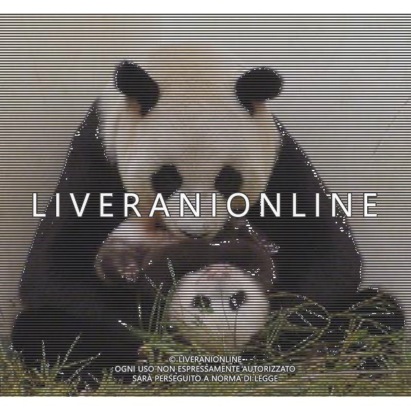 (130926) -- TAIPEI, Sept. 26, 2013 () -- Giant panda cub nicknamed \'Yuan Zai\' plays with its mother \'Yuan Yuan\' at the Taipei Zoo in Taipei, southeast China\'s Taiwan, Sept. 25, 2013. The female cub, born on July 6, is the first baby of giant pandas \'Tuan Tuan\' and \'Yuan Yuan\', which were presented as goodwill gifts to Taiwan by the Chinese mainland. (/Taipei Zoo) (ry) ©photoshot/AGENZIA ALDO LIVERANI SAS - ITALY ONLY - EDITORIAL USE ONLY