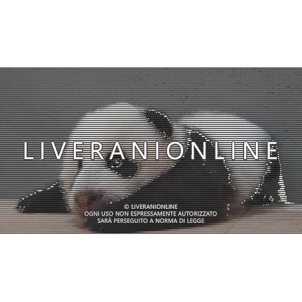 (130930) -- TAIPEI, Sept. 30, 2013 () -- Photo taken on Sept. 24, 2013 shows a giant panda cub temporarily named \'Yuanzai\' at the Taipei Zoo in Taipei, southeast China\'s Taiwan. The zoo\'s month-long online event to vote for an official name of the giant panda cub \'Yuanzai\' is drawing to an end and the result will be announced on Oct. 26. The cub, born on July 6, is the first baby of a pair of giant pandas, namely \'Tuan Tuan\' and \'Yuan Yuan\', who were given as a goodwill gift to Taiwan by the Chinese mainland. (/Taipei Zoo) (zgp) ©PHOTOSHOT/AGENZIA ALDO LIVERANI SAS - ITALY ONLY - Cucciolo di panda gigante