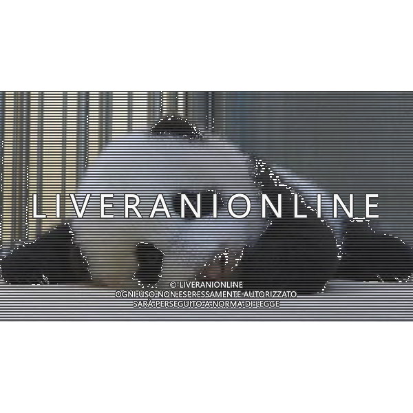 (130930) -- TAIPEI, Sept. 30, 2013 () -- Photo taken on Sept. 29, 2013 shows a giant panda cub temporarily named \'Yuanzai\' at the Taipei Zoo in Taipei, southeast China\'s Taiwan. The zoo\'s month-long online event to vote for an official name of the giant panda cub \'Yuanzai\' is drawing to an end and the result will be announced on Oct. 26. The cub, born on July 6, is the first baby of a pair of giant pandas, namely \'Tuan Tuan\' and \'Yuan Yuan\', who were given as a goodwill gift to Taiwan by the Chinese mainland. (/Taipei Zoo) (zgp) ©PHOTOSHOT/AGENZIA ALDO LIVERANI SAS - ITALY ONLY - Cucciolo di panda gigante