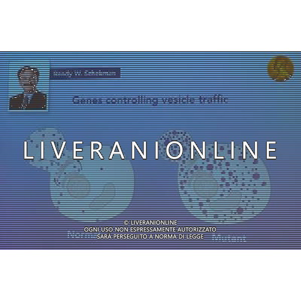 (131007) -- STOCKHOLM, Oct. 07, 2013 () -- A picture of US scientist Randy W. Schekman and illustration of his work are displayed on a screen during a press conference at Karolinska Institutet in Stockholm, capital of Sweden, Oct. 7, 2013. The 2013 Nobel Prize in Physiology or Medicine went to James E. Rothman, Randy W. Schekman and Thomas C. Sudhof \'for their discoveries of machinery regulating vesicle traffic, a major transport system in our cells,\' according to the Nobel Assembly. (/Shi Tiancheng) ©PHOTOSHOT/AGENZIA ALDO LIVERANI SAS - ITALY ONLY - EDITORIAL USE ONLY