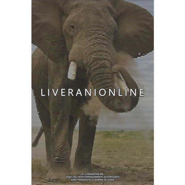Researchers from the University of St Andrews have found that African elephants seem to have an instinctive understanding of what it means when a human points to something. ©photoshot/AGENZIA ALDO LIVERANI SAS - ITALY ONLY - I ricercatori della University of St Andrews hanno scoperto che gli elefanti africani sembrano avere una comprensione istintiva con gli esseri umani da instaurare un \'legame unico\'
