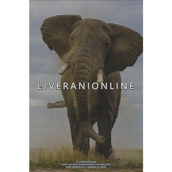 Researchers from the University of St Andrews have found that African elephants seem to have an instinctive understanding of what it means when a human points to something. ©photoshot/AGENZIA ALDO LIVERANI SAS - ITALY ONLY - I ricercatori della University of St Andrews hanno scoperto che gli elefanti africani sembrano avere una comprensione istintiva con gli esseri umani da instaurare un \'legame unico\'