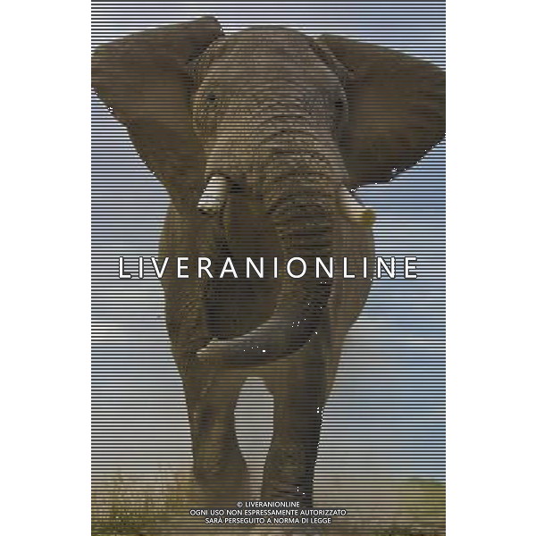 Researchers from the University of St Andrews have found that African elephants seem to have an instinctive understanding of what it means when a human points to something. ©photoshot/AGENZIA ALDO LIVERANI SAS - ITALY ONLY - I ricercatori della University of St Andrews hanno scoperto che gli elefanti africani sembrano avere una comprensione istintiva con gli esseri umani da instaurare un \'legame unico\'
