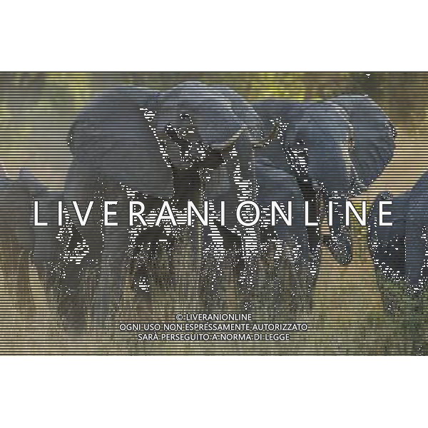 Researchers from the University of St Andrews have found that African elephants seem to have an instinctive understanding of what it means when a human points to something. ©photoshot/AGENZIA ALDO LIVERANI SAS - ITALY ONLY - I ricercatori della University of St Andrews hanno scoperto che gli elefanti africani sembrano avere una comprensione istintiva con gli esseri umani da instaurare un \'legame unico\'