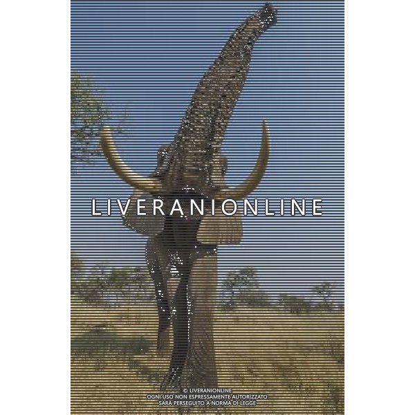 Researchers from the University of St Andrews have found that African elephants seem to have an instinctive understanding of what it means when a human points to something. ©photoshot/AGENZIA ALDO LIVERANI SAS - ITALY ONLY - I ricercatori della University of St Andrews hanno scoperto che gli elefanti africani sembrano avere una comprensione istintiva con gli esseri umani da instaurare un \'legame unico\'