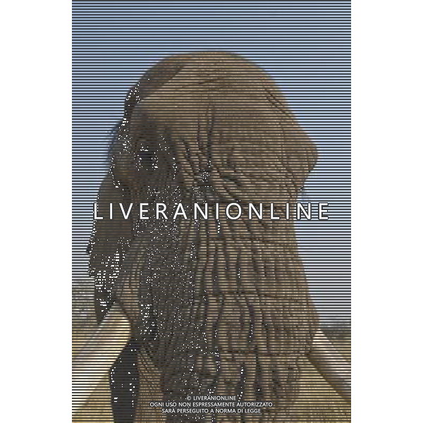 Researchers from the University of St Andrews have found that African elephants seem to have an instinctive understanding of what it means when a human points to something. ©photoshot/AGENZIA ALDO LIVERANI SAS - ITALY ONLY - I ricercatori della University of St Andrews hanno scoperto che gli elefanti africani sembrano avere una comprensione istintiva con gli esseri umani da instaurare un \'legame unico\'