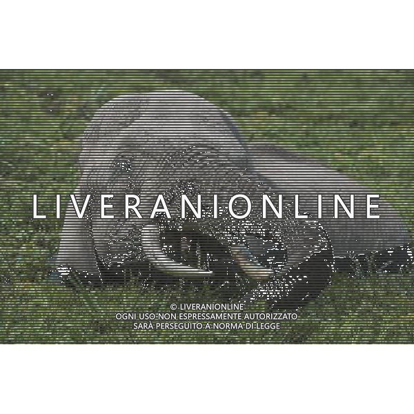 Researchers from the University of St Andrews have found that African elephants seem to have an instinctive understanding of what it means when a human points to something. ©photoshot/AGENZIA ALDO LIVERANI SAS - ITALY ONLY - I ricercatori della University of St Andrews hanno scoperto che gli elefanti africani sembrano avere una comprensione istintiva con gli esseri umani da instaurare un \'legame unico\'