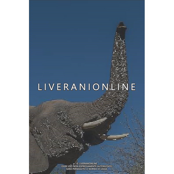 Researchers from the University of St Andrews have found that African elephants seem to have an instinctive understanding of what it means when a human points to something. ©photoshot/AGENZIA ALDO LIVERANI SAS - ITALY ONLY - I ricercatori della University of St Andrews hanno scoperto che gli elefanti africani sembrano avere una comprensione istintiva con gli esseri umani da instaurare un \'legame unico\'