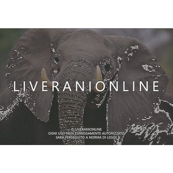 Researchers from the University of St Andrews have found that African elephants seem to have an instinctive understanding of what it means when a human points to something. ©photoshot/AGENZIA ALDO LIVERANI SAS - ITALY ONLY - I ricercatori della University of St Andrews hanno scoperto che gli elefanti africani sembrano avere una comprensione istintiva con gli esseri umani da instaurare un \'legame unico\'