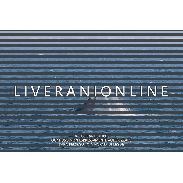 (131021) -- CANBERRA, Oct. 21, 2013 () -- A humpback whale performs a \'tail slap\' in Jervis Bay off the east coast of Australia, Oct. 20, 2013 Jervis Bay is known for whale watching, as their migration, both north and south can be observed when they pass the entrance to the Bay, frequently entering the bay to rest. The majority of whales sighted at Jervis Bay are the Humpback whales, which migrate along the east coast from June to November. (/Qian Jun) ©Photoshot/Ag. Aldo Liverani s.a.s.-Only Italy-Editorial Use Only