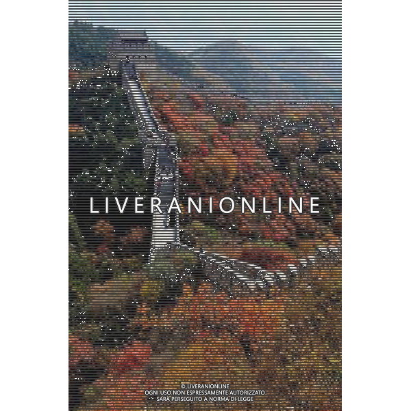 (131023) -- BEIJING, Oct. 23, 2013 () -- Photo taken on Oct. 21, 2013 shows the scenery of red autumnal leaves at the Great Wall at Badaling, Beijing, capital of China. () (cjq) Â©Photoshot/Ag. Aldo Liverani s.a.s.-Only Italy-Editorial Use Only