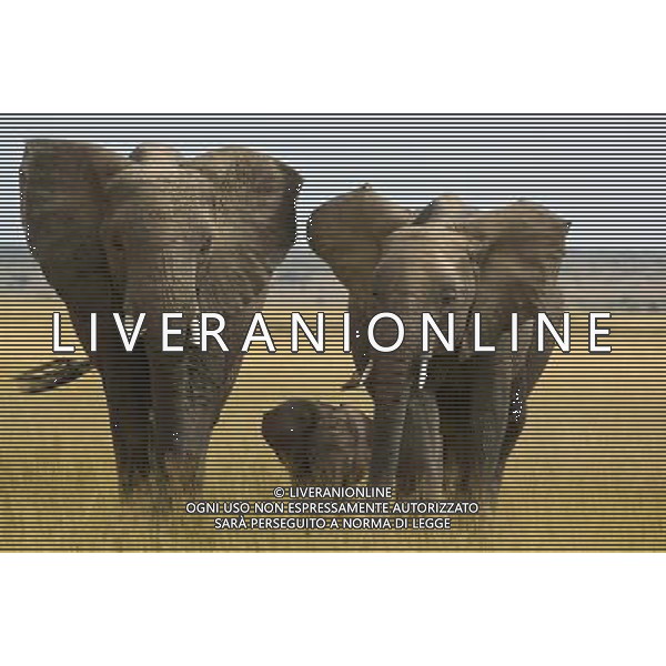 African elephants\' decision-making abilities are left impaired by culling operations that ended decades ago, University of Sussex research suggests. A study found that elephant herds that lost adults to culls during the 1970s and 1980s were less able to respond appropriately to other elephant calls. Lead researcher Prof Karen McComb said the animals\' \'social understanding\' had been impaired by the loss of adults. The results are published in the journal Frontiers in Zoology. ©PHOTOSHOT/AGENZIA ALDO LIVERANI SAS - ITALY ONLY - EDITORIAL USE ONLY - ELEFANTI