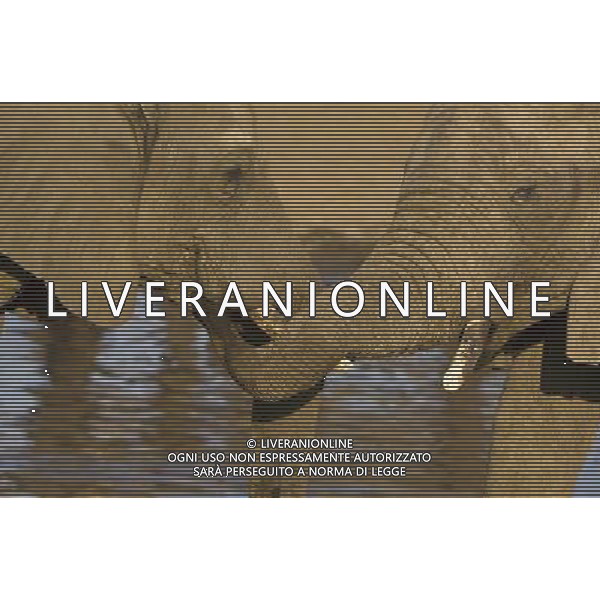 African elephants\' decision-making abilities are left impaired by culling operations that ended decades ago, University of Sussex research suggests. A study found that elephant herds that lost adults to culls during the 1970s and 1980s were less able to respond appropriately to other elephant calls. Lead researcher Prof Karen McComb said the animals\' \'social understanding\' had been impaired by the loss of adults. The results are published in the journal Frontiers in Zoology. ©PHOTOSHOT/AGENZIA ALDO LIVERANI SAS - ITALY ONLY - EDITORIAL USE ONLY - ELEFANTI