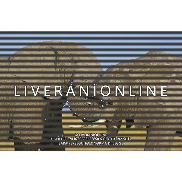 African elephants\' decision-making abilities are left impaired by culling operations that ended decades ago, University of Sussex research suggests. A study found that elephant herds that lost adults to culls during the 1970s and 1980s were less able to respond appropriately to other elephant calls. Lead researcher Prof Karen McComb said the animals\' \'social understanding\' had been impaired by the loss of adults. The results are published in the journal Frontiers in Zoology. ©PHOTOSHOT/AGENZIA ALDO LIVERANI SAS - ITALY ONLY - EDITORIAL USE ONLY - ELEFANTI