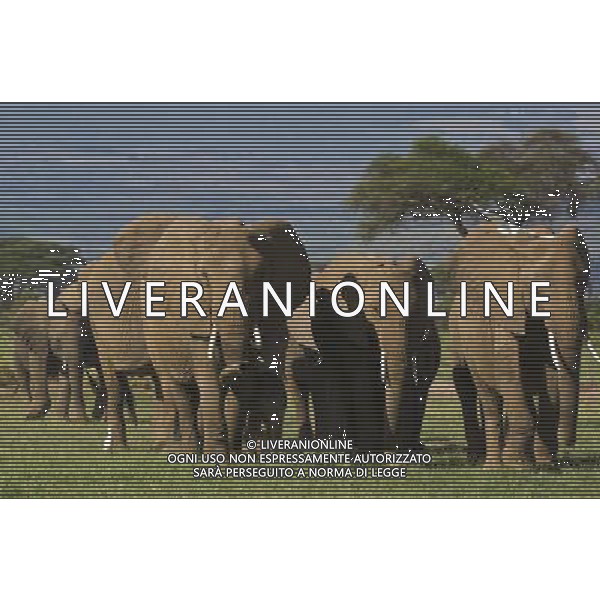 African elephants\' decision-making abilities are left impaired by culling operations that ended decades ago, University of Sussex research suggests. A study found that elephant herds that lost adults to culls during the 1970s and 1980s were less able to respond appropriately to other elephant calls. Lead researcher Prof Karen McComb said the animals\' \'social understanding\' had been impaired by the loss of adults. The results are published in the journal Frontiers in Zoology. ©PHOTOSHOT/AGENZIA ALDO LIVERANI SAS - ITALY ONLY - EDITORIAL USE ONLY - ELEFANTI